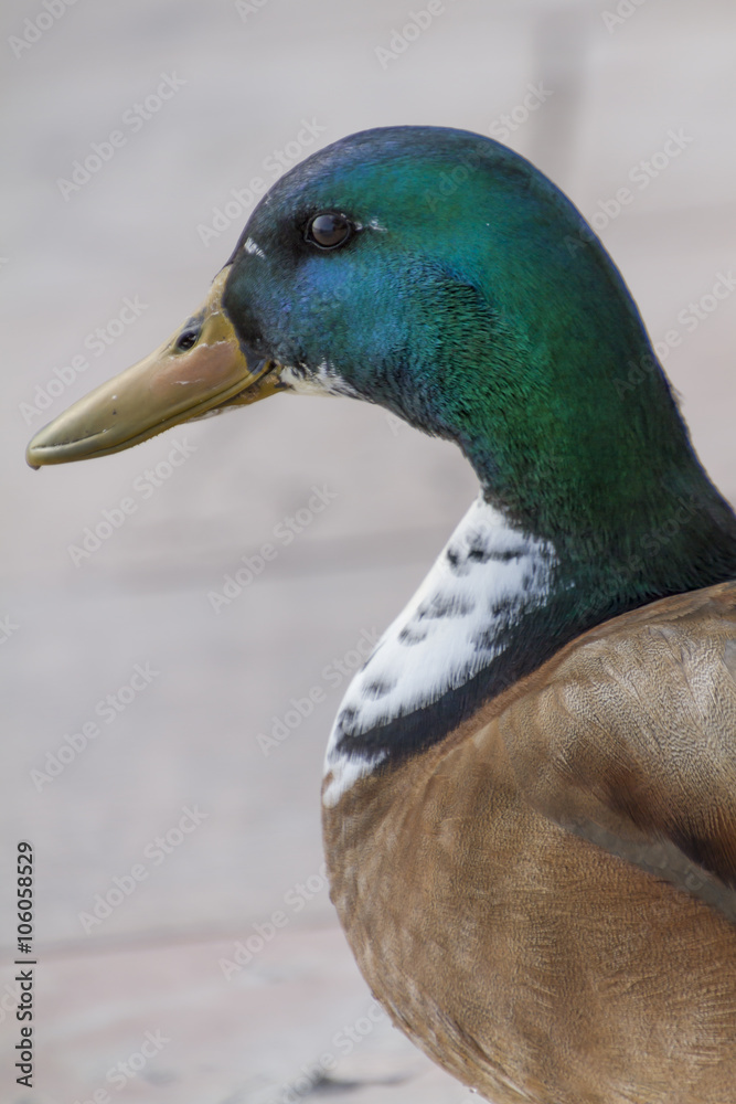 Obraz premium ducks on beach