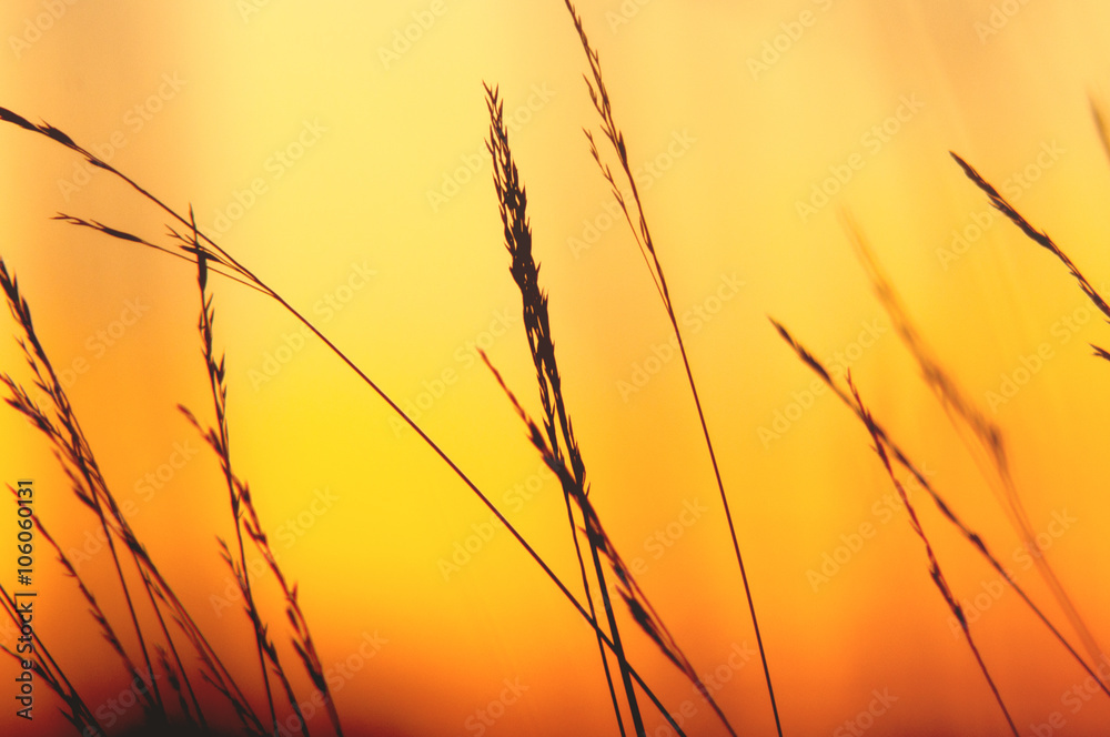 Obraz premium Grass at sunset