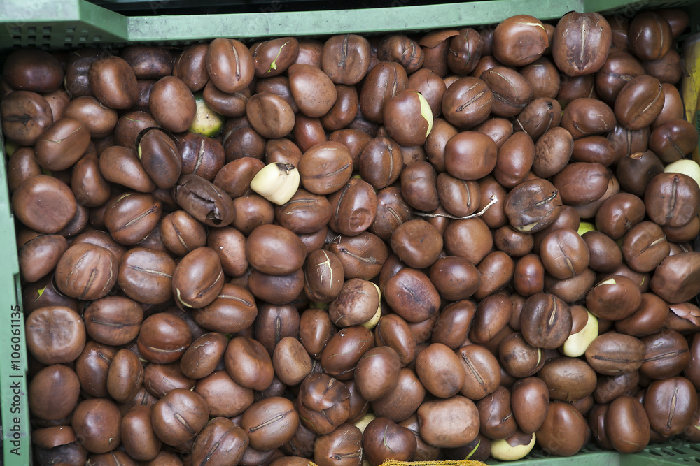 Castanospermum australe in Amsterdam in the flowers market Castanospermum australe in Amsterdam in the flowers market