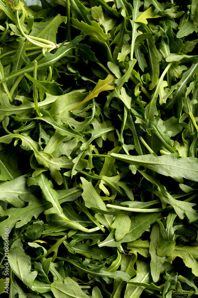 Fresh arugula leafs background, close up Fresh arugula leafs background, close up