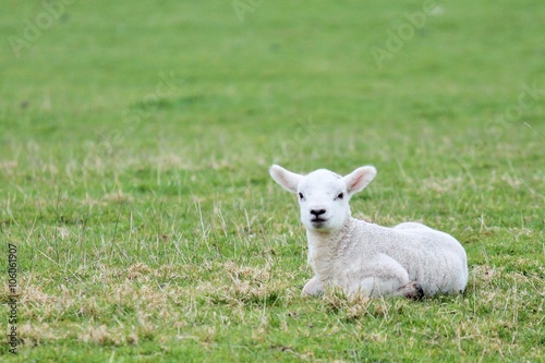 lamb sheep baby background lamb baby sheep sitting in the field with copy space 