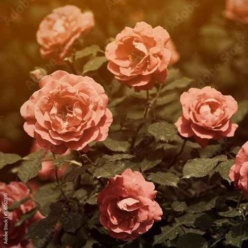 Vintage red roses in garden © Anatoliy Sadovskiy