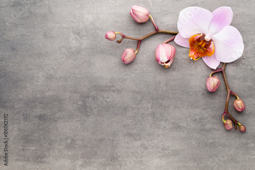 Fototapeta Naklejka Na Ścianę i Meble -  Spa orchid theme objects on grey background.
