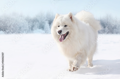 Beautiful white Samoyed dog running on snow in winter day © guas