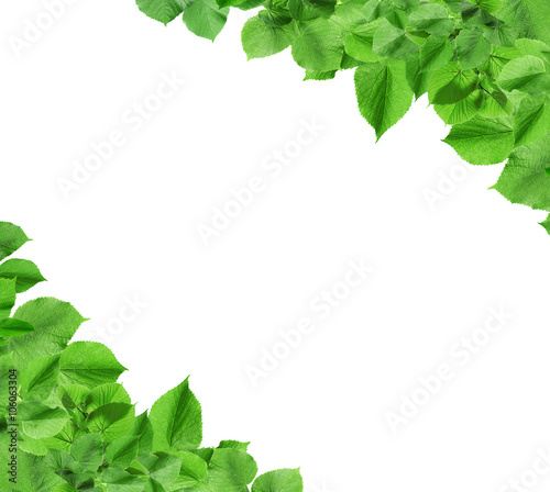 Frame with spring twigs with green leaves, on white background