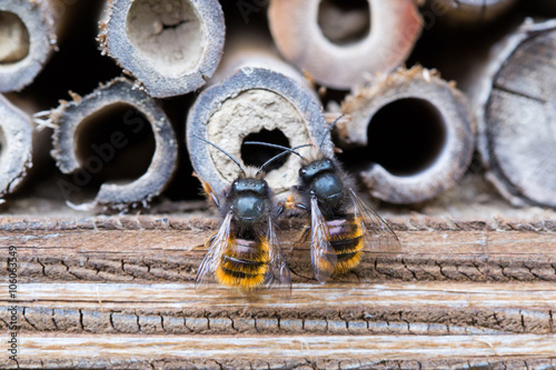 Osmia Cornuta, a specie of solitary bees, on a wooden nesting site. photo