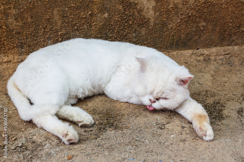 Cat white sleeping.