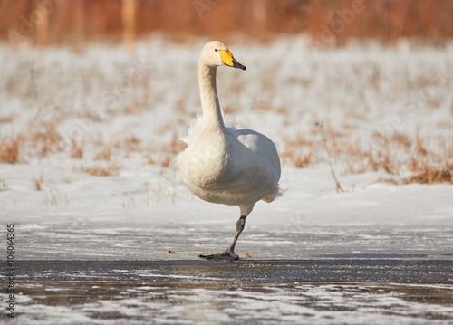 Canvas Print Whooper swan (Cygnus Cycnus) standing on one leg on the ice of a frozen lake in Finland in winter