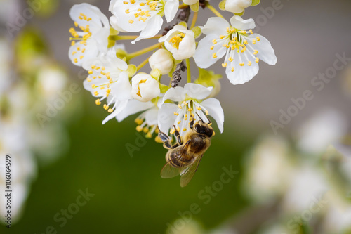 Bee on a spring flower collecting pollen and nectar