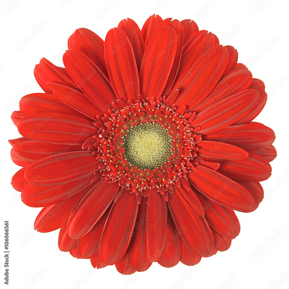 red gerbera red gerbera