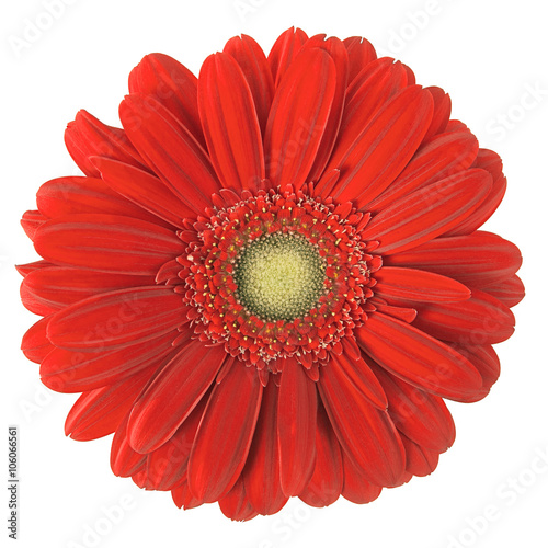 red gerbera