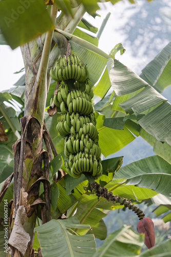 Régime de bananes photo