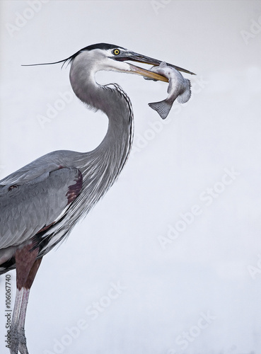 Great Blue Heron (Ardea Herodias) eating a fish