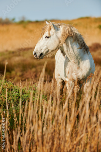 Fototapeta Naklejka Na Ścianę i Meble -  White horse of Camargue