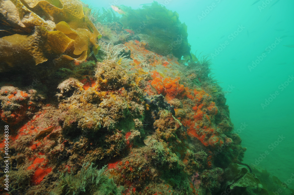 Colourful wall covered with sponges and other invertebrate life forms struggling under layers of sediment.