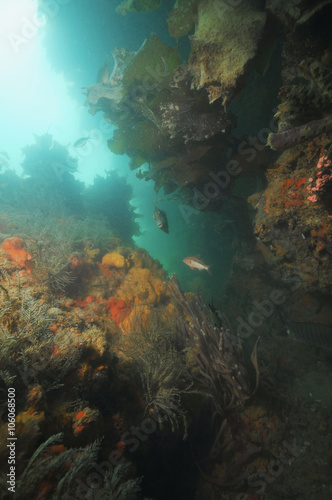 Underwater wall rich with sponges and other invertebrate life forms and various reef fish.