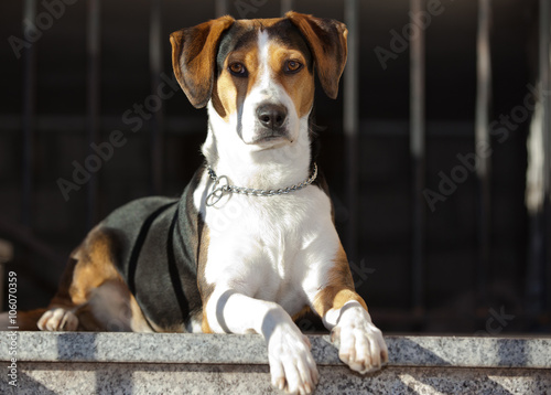 Beagle