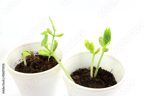 Growing plant seeds in pot soil isolated on white background