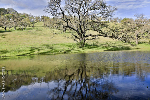 Spring oak and grassland against a pond reflecting trees. Joseph D. Grant County Park, Santa Clara County, California