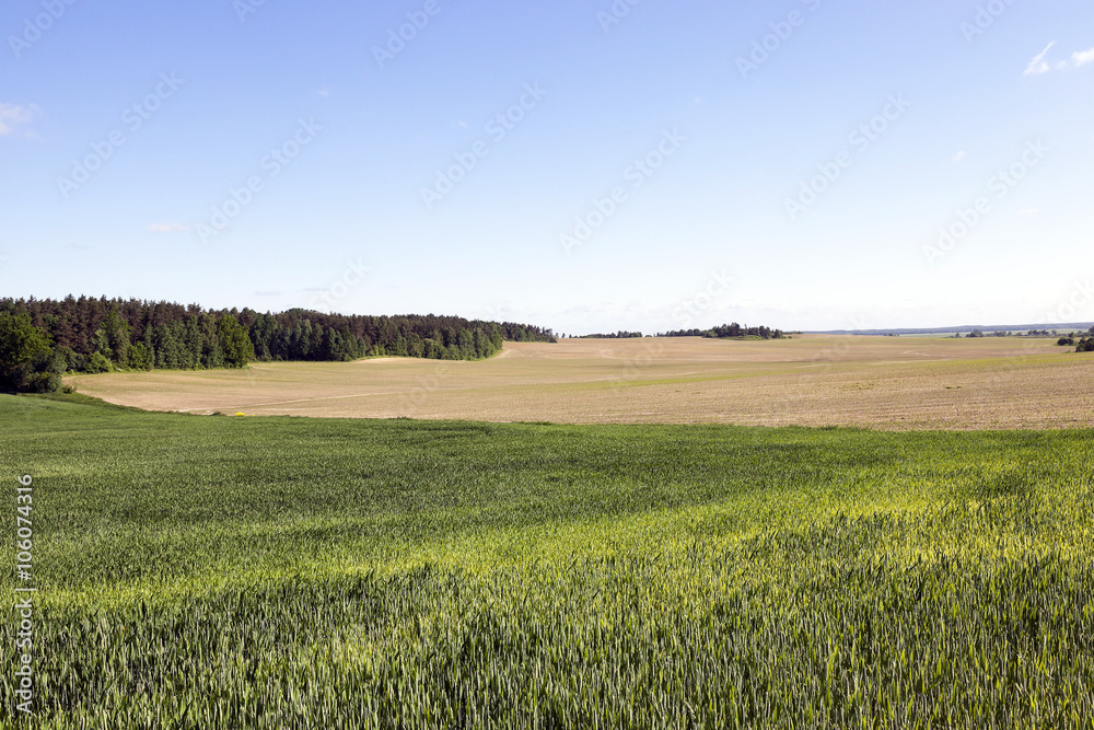 immature green grass  