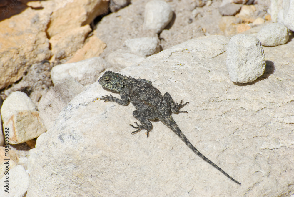 Female rock agama lizard (Agama atra), on the beach at the Cape
