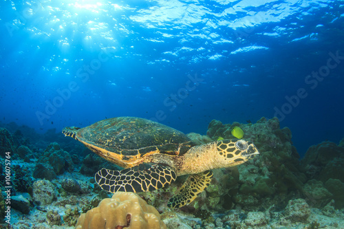 Hawksbill Sea Turtle feeding on coral reef underwater 