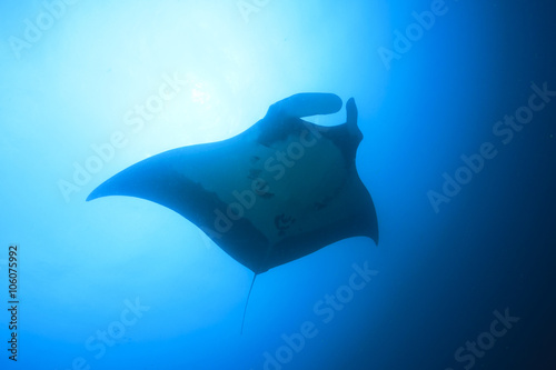 Manta rays swimming over coral reef with scuba divers and fish © Richard Carey