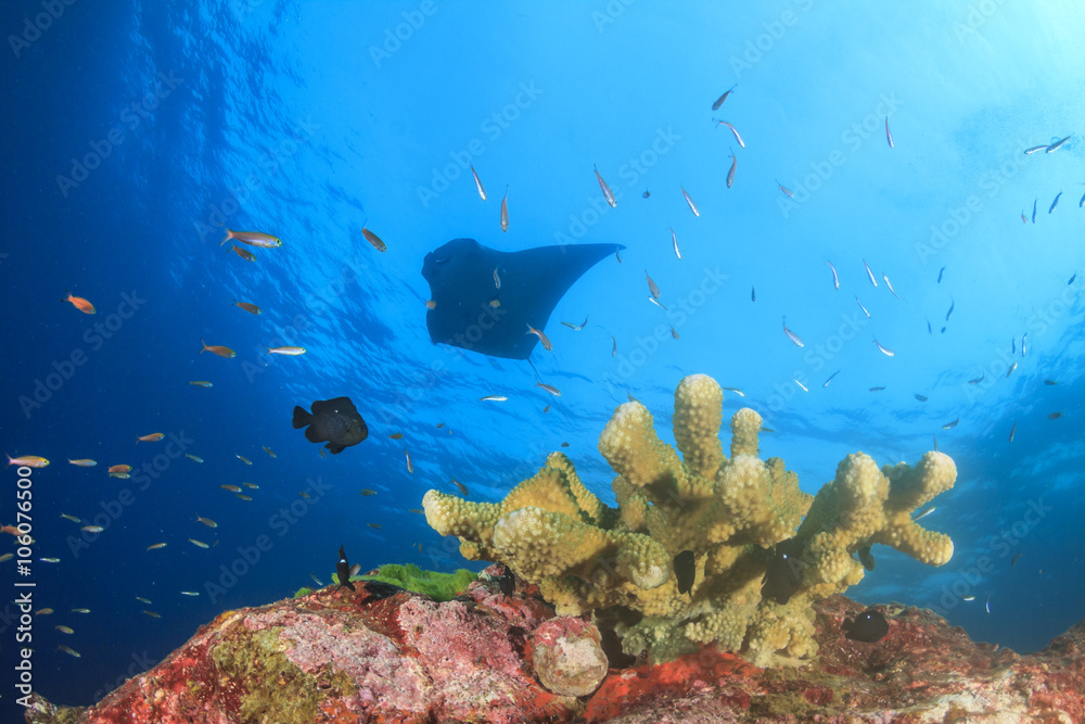 Manta ray swimming over coral reef Manta ray swimming over coral reef