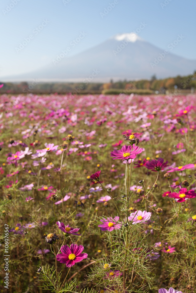 Field of cosmos flowers and Mountain Fuji in autumn season at Yamanakako Hanano Miyako Koen