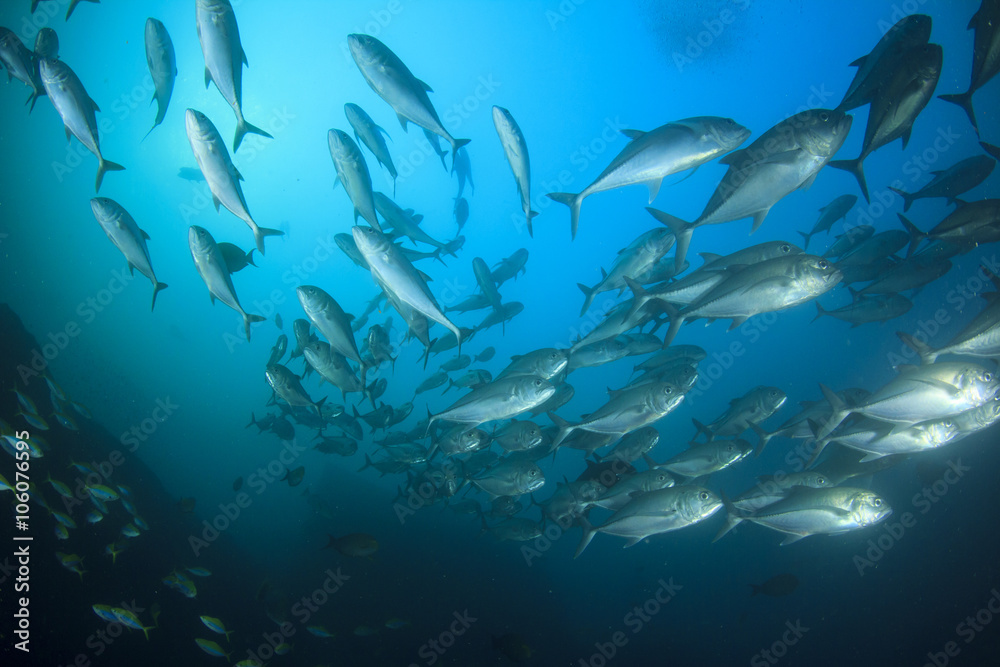 Fototapeta premium School Bigeye Trevally fish (Jackfish)