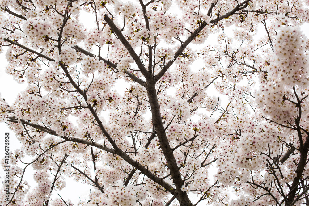 Sakura (Cherry Blossom) at Ho Park, Nagahama Castle - Nagahama, Sakura (Cherry Blossom) at Ho Park, Nagahama Castle - Nagahama,