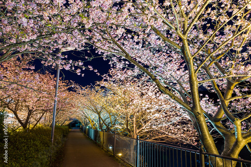 Sakura tree in kawazu at night photo