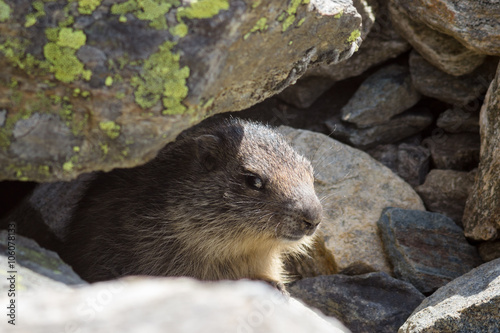 Wildlife, groundhog in Aosta valley, Italy