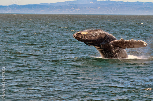 Humpback Whale © kcapaldo