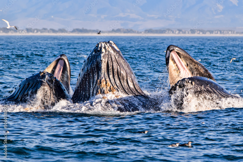 Fototapeta premium Humpback Whale
