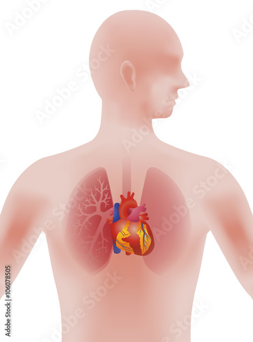 the heart of human, vector illustration