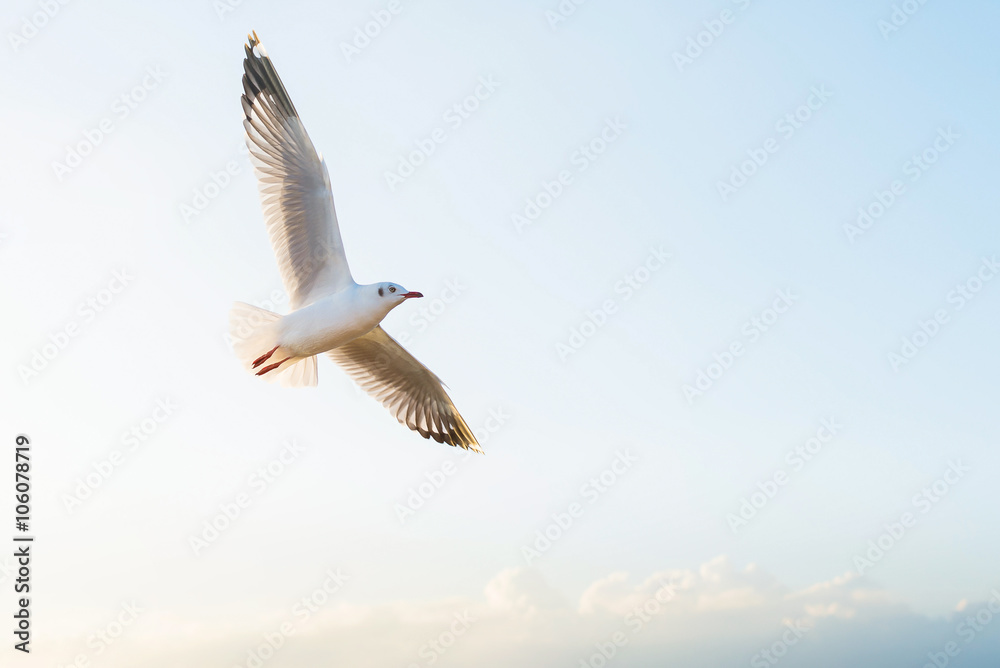 Obraz premium Soft focus seagull flying on the sky