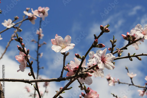 Almond flower tree