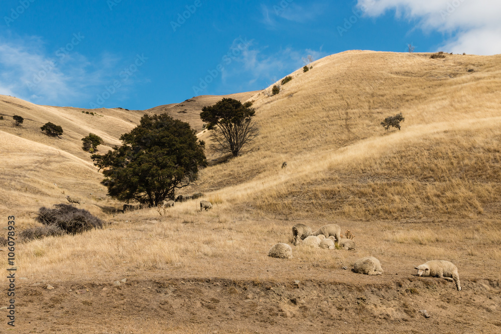 merino sheep resting on dry hill