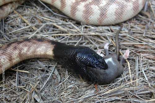 An Australian black headed python, Aspidites melanocephalus, eating a black rat, Rattus rattus photo