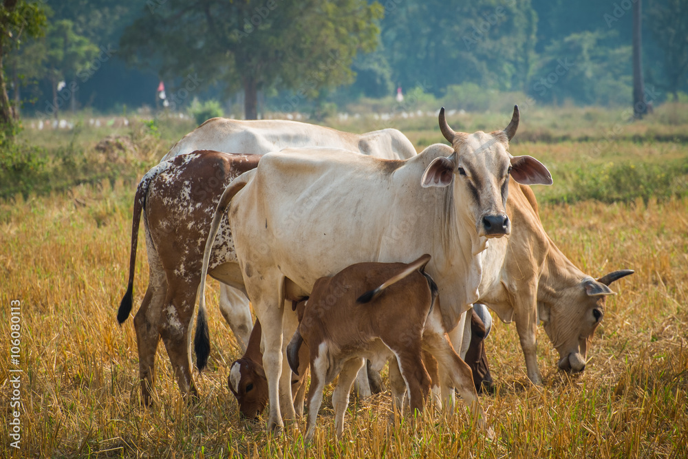 Calf suckling cows in pasture