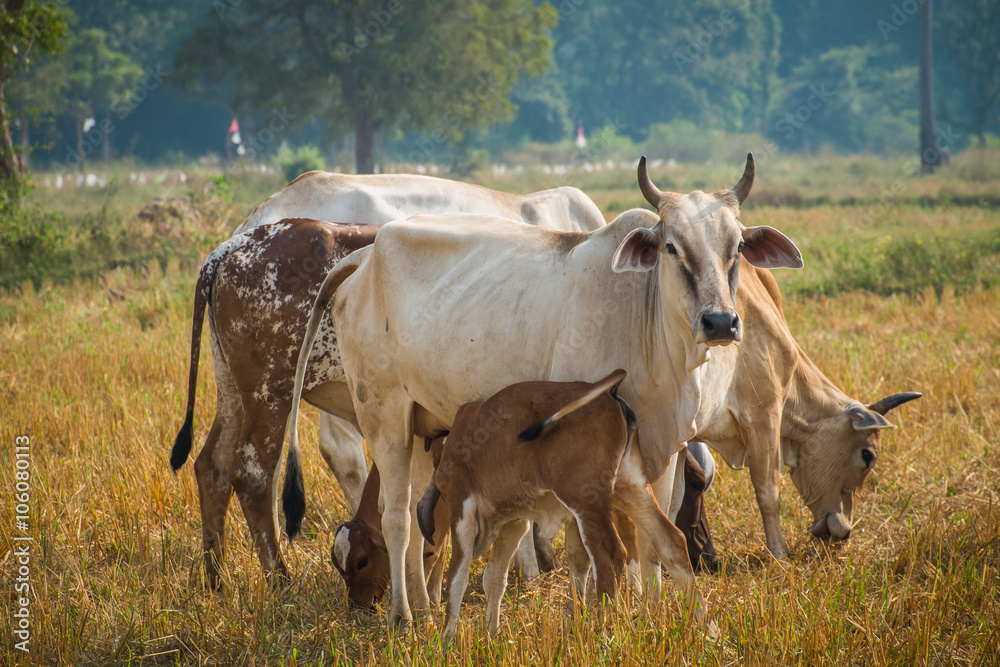 Calf suckling cows in pasture Calf suckling cows in pasture