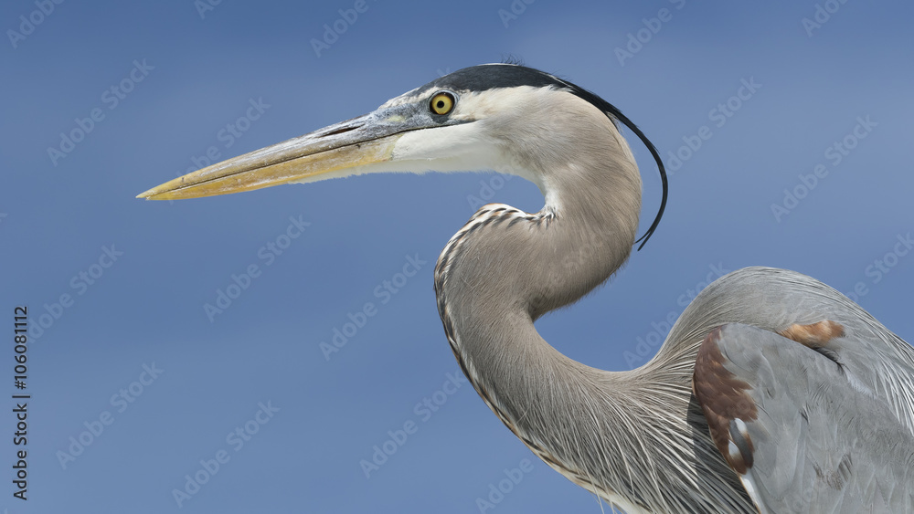 Fototapeta premium Closeup of a Great Blue Heron