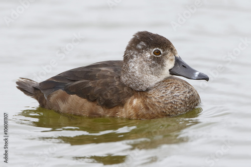 Female Ring-necked Duck Swimming in a Florida Lake