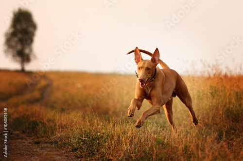Fotografie, Tablou dog breed Pharaoh hound running