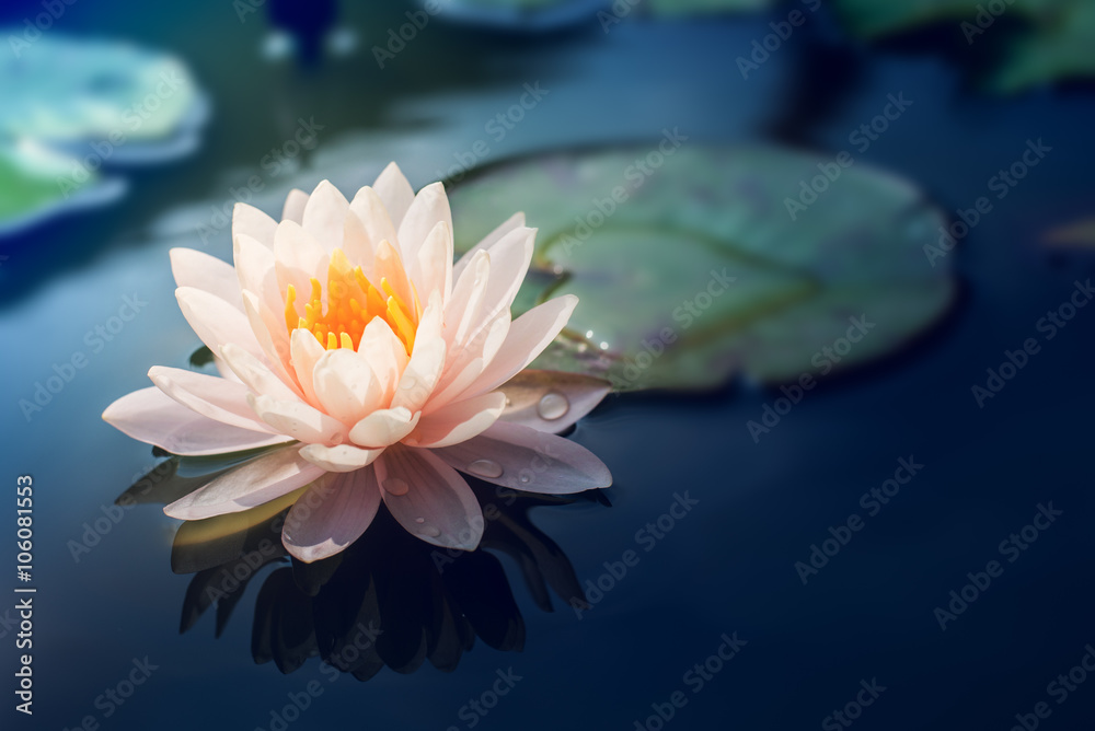 Obraz premium Piękny różowy lilia wodna lub kwiat lotosu w stawie