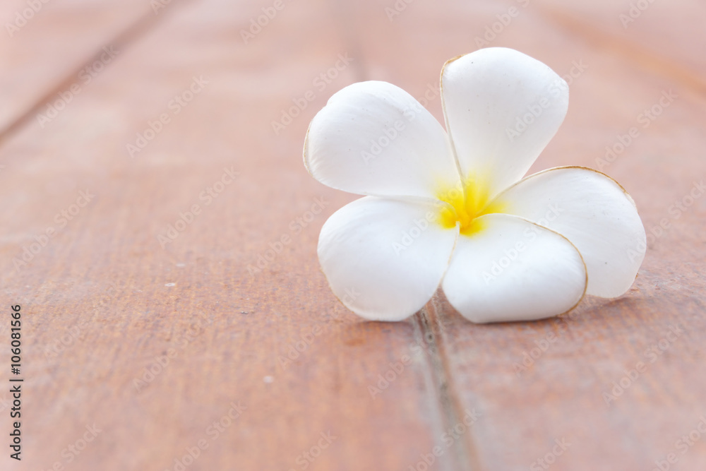 Plumeria on wood floor in garden Plumeria on wood floor in garden