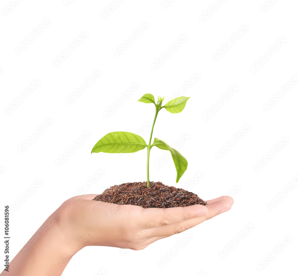 plant growing in hand plant growing in hand
