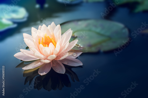 A beautiful pink waterlily or lotus flower in pond