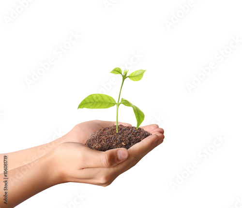 plant growing in hand